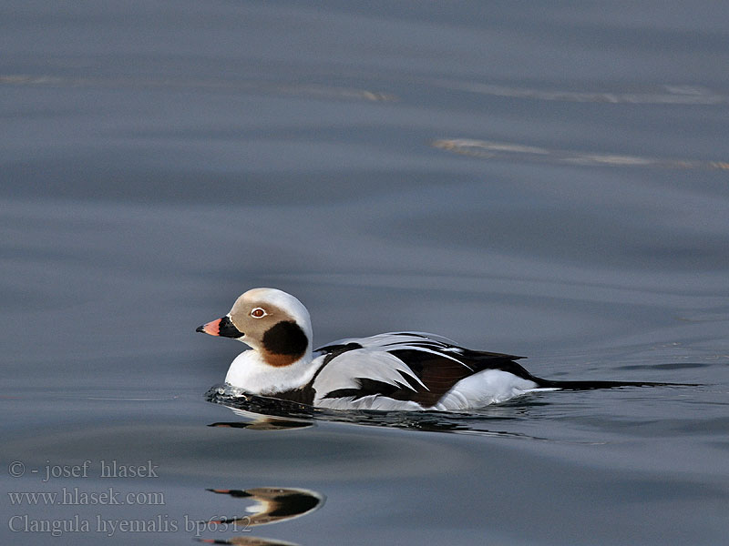 Clangula hyemalis Hoholka lední Eisente Long-tailed Duck Havlit