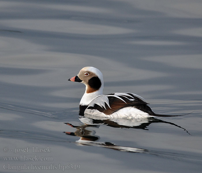 Clangula hyemalis Hoholka lední Eisente Long-tailed Duck Havlit