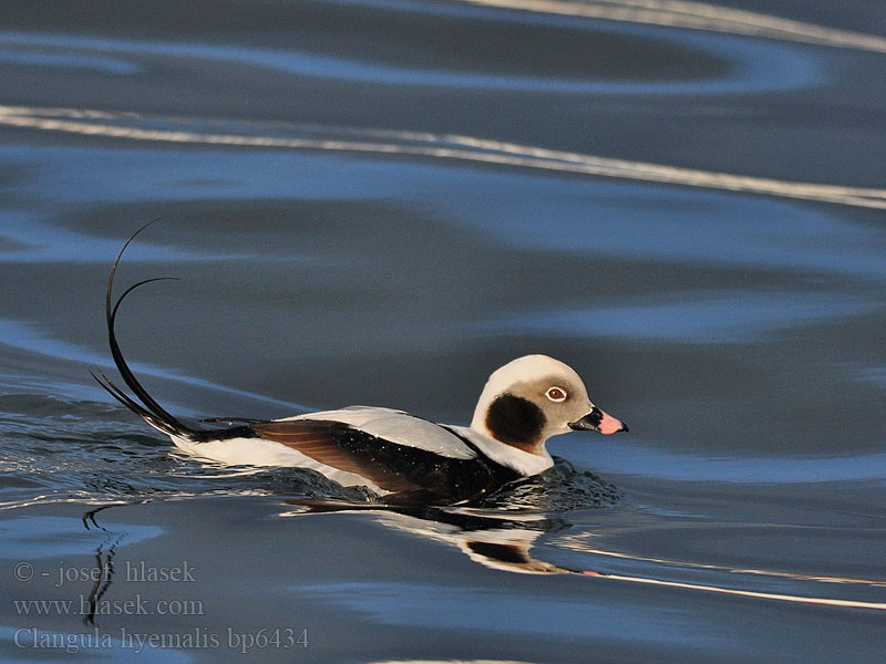 Clangula hyemalis Hoholka lední Eisente Long-tailed Duck Havlit