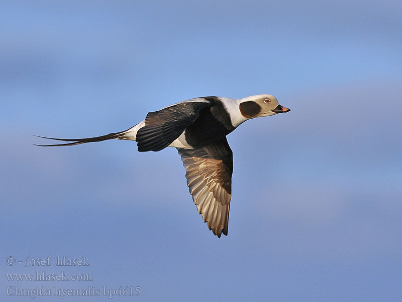 Clangula hyemalis Hoholka lední Eisente Long-tailed Duck Havlit