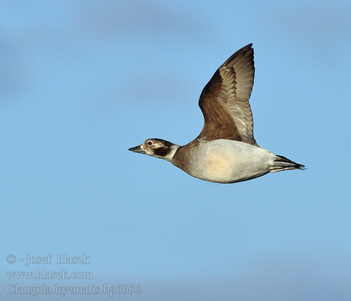 Clangula hyemalis Hoholka lední Eisente Long-tailed Duck Havlit