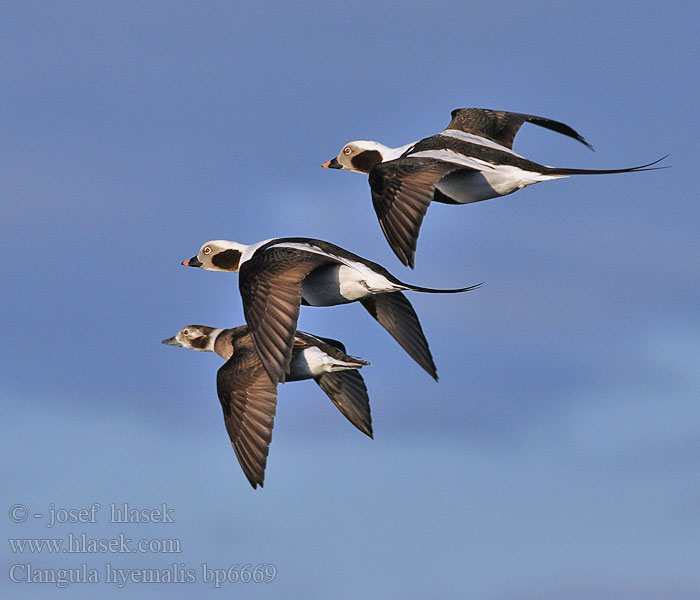 Clangula hyemalis Hoholka lední Eisente Long-tailed Duck Havlit