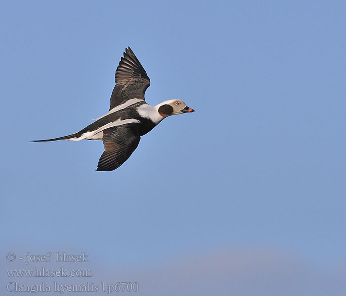 Clangula hyemalis Hoholka lední Eisente Long-tailed Duck Havlit