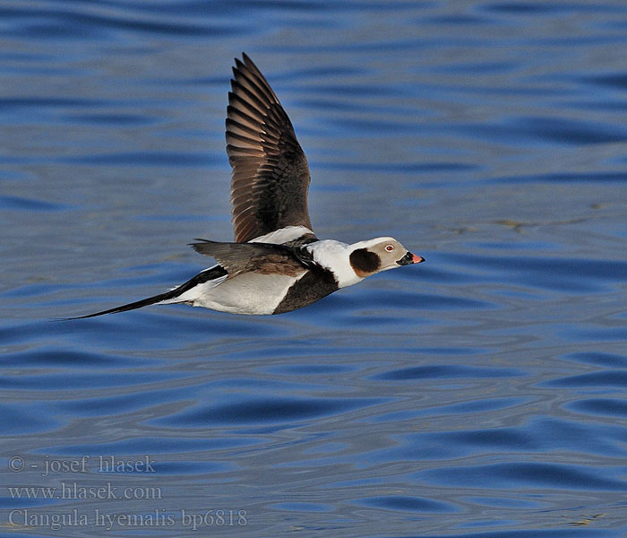 Clangula hyemalis Hoholka lední Eisente Long-tailed Duck Havlit