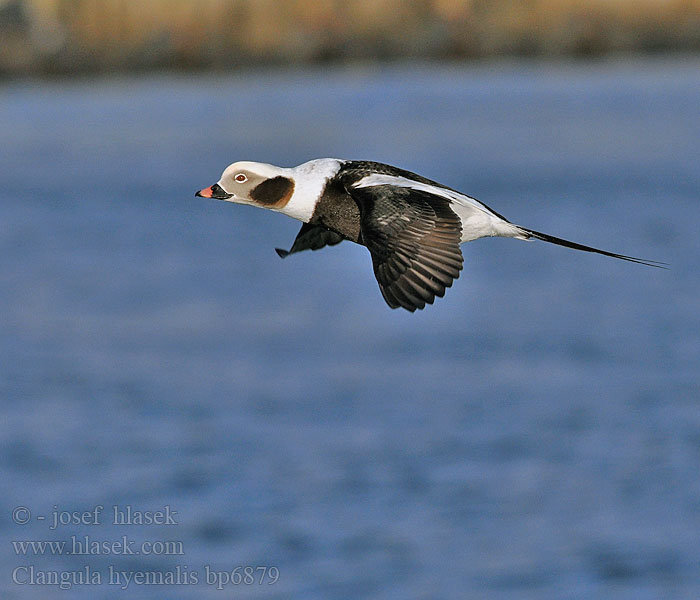 Clangula hyemalis Hoholka lední Eisente Long-tailed Duck Havlit