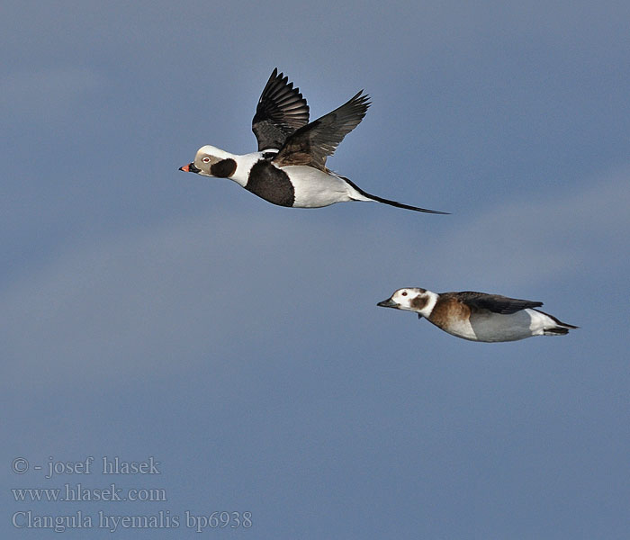 Clangula hyemalis Hoholka lední Eisente Long-tailed Duck Havlit