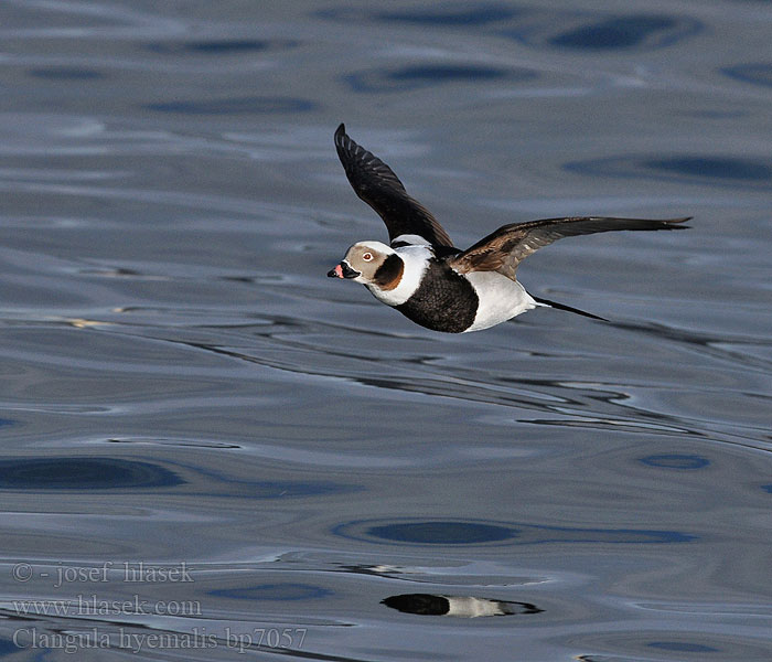 Clangula hyemalis Hoholka lední Eisente Long-tailed Duck Havlit