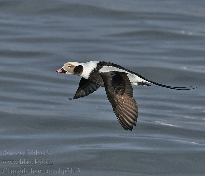 Clangula hyemalis Hoholka lední Eisente Long-tailed Duck Havlit