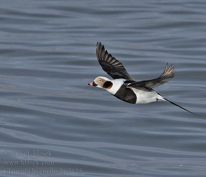 Clangula hyemalis Hoholka lední Eisente Long-tailed Duck Havlit