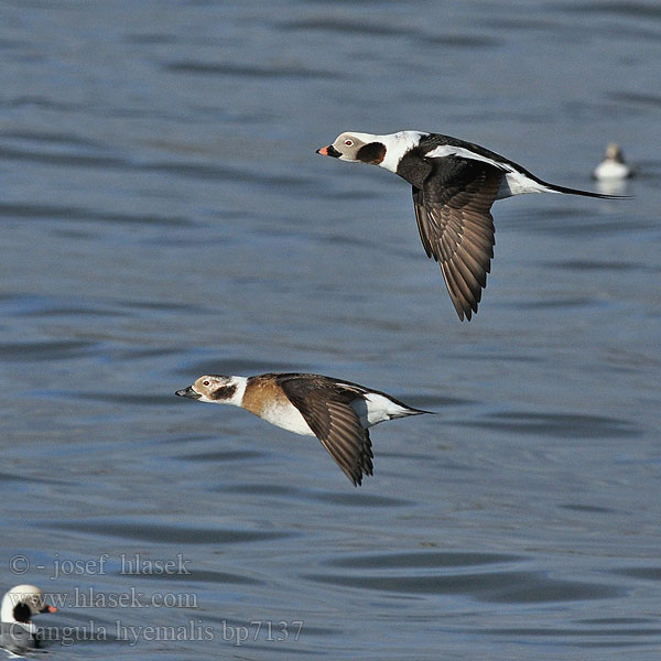 Clangula hyemalis Hoholka lední Eisente Long-tailed Duck Havlit