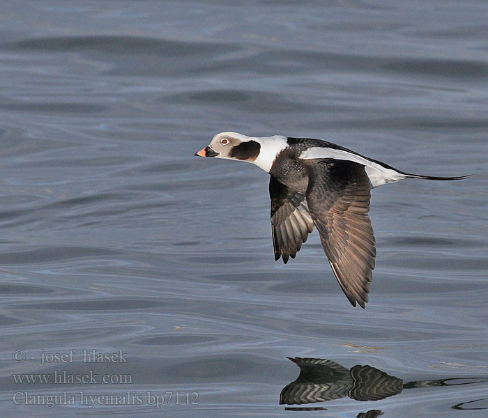 Clangula hyemalis Hoholka lední Eisente Long-tailed Duck Havlit