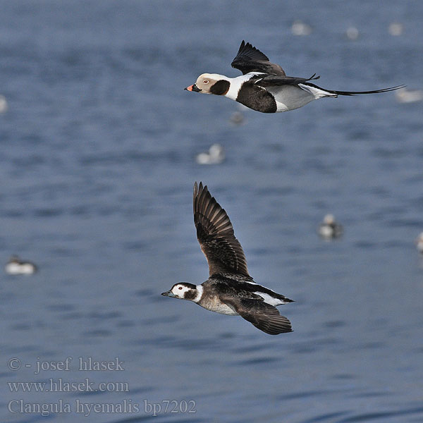 Clangula hyemalis Hoholka lední Eisente Long-tailed Duck Havlit