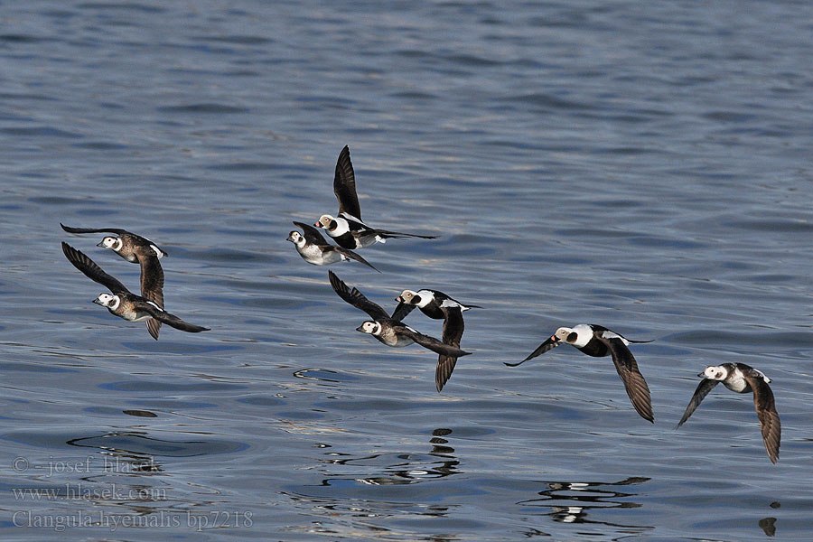 Clangula hyemalis Hoholka lední Eisente Long-tailed Duck Havlit