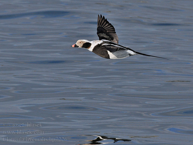 Clangula hyemalis Hoholka lední Eisente Long-tailed Duck Havlit