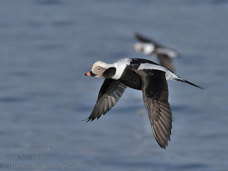 Clangula hyemalis Hoholka lední Eisente Long-tailed Duck Havlit