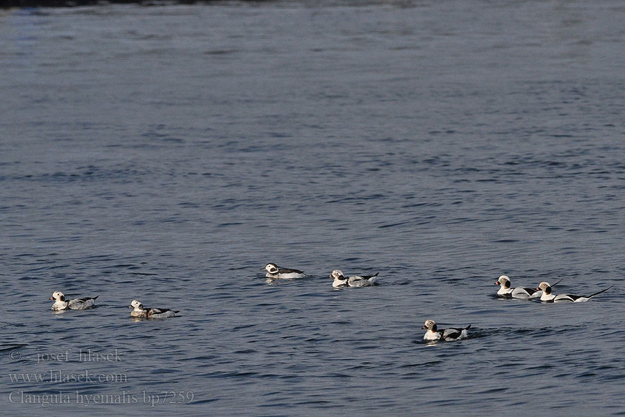 Clangula hyemalis Hoholka lední Eisente Long-tailed Duck Havlit