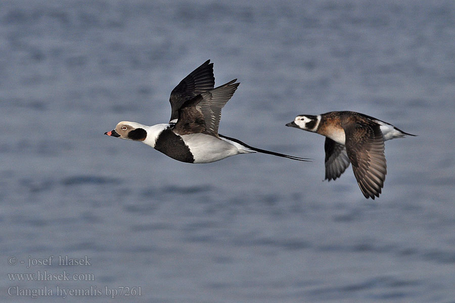 Clangula hyemalis Hoholka lední Eisente Long-tailed Duck Havlit