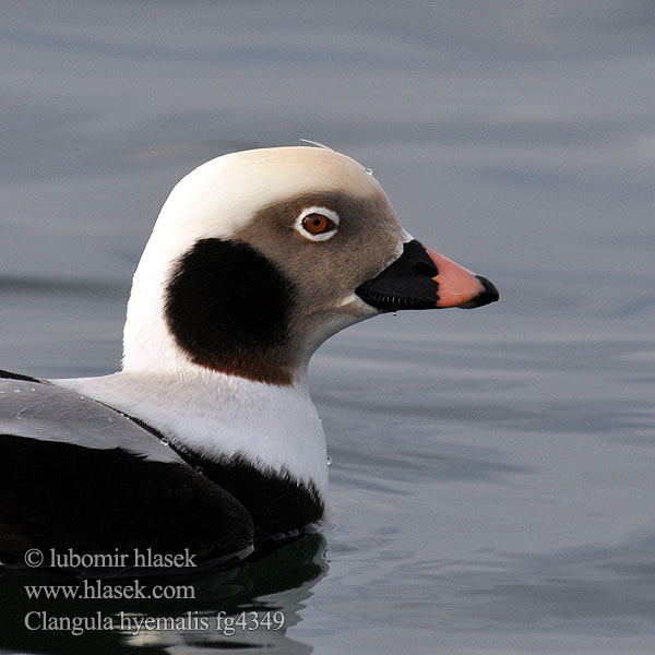 Clangula hyemalis Hoholka lední Eisente Long-tailed Duck Havlit