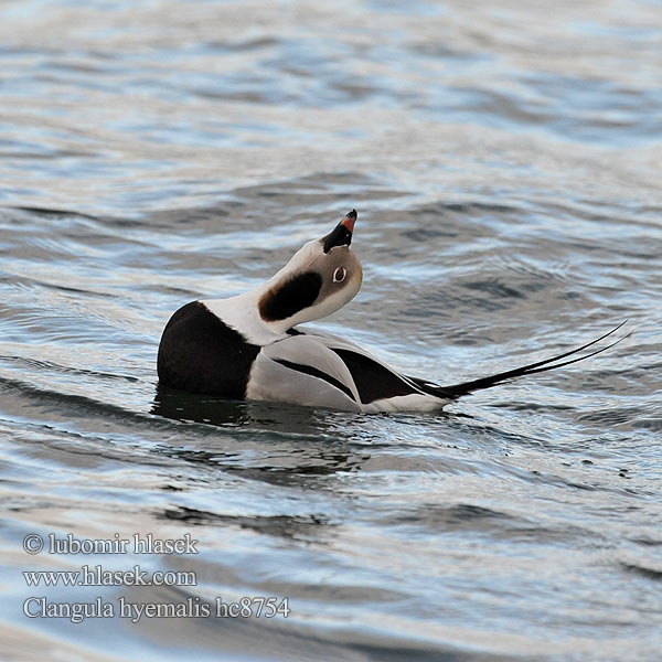 Clangula hyemalis Hoholka lední Eisente Long-tailed Duck Havlit Pato Havelda Alli Harelde kakawi Hávella Moretta codona コオリガモ Ijseend Havelle Lodówka Pato-de-cauda-afilada Морянка Ĺadovka dlhochvostá 长尾鸭  Alfågel Нырок-маранка Χιονόπαπια Aul Patka ledara Jeges réce Alleq Anda glatsch Zimska raca Ledenjarka Telkuyruk