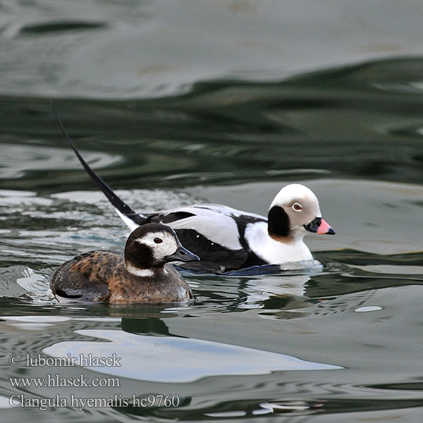 Eisente Long-tailed Duck Havlit Pato Havelda Alli Harelde kakawi Hávella Moretta codona コオリガモ Ijseend Havelle Lodówka Pato-de-cauda-afilada Морянка Ĺadovka dlhochvostá 长尾鸭  Alfågel Нырок-маранка Χιονόπαπια Aul Patka ledara Jeges réce Alleq Anda glatsch Zimska raca Ledenjarka Telkuyruk Clangula hyemalis Hoholka lední