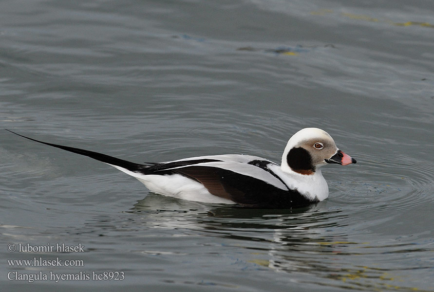 Long-tailed Duck Havlit Pato Havelda Alli Harelde kakawi Hávella Moretta codona コオリガモ Ijseend Havelle Lodówka Pato-de-cauda-afilada Морянка Ĺadovka dlhochvostá 长尾鸭  Alfågel Нырок-маранка Χιονόπαπια Aul Patka ledara Jeges réce Alleq Anda glatsch Zimska raca Ledenjarka Telkuyruk Clangula hyemalis Hoholka lední Eisente