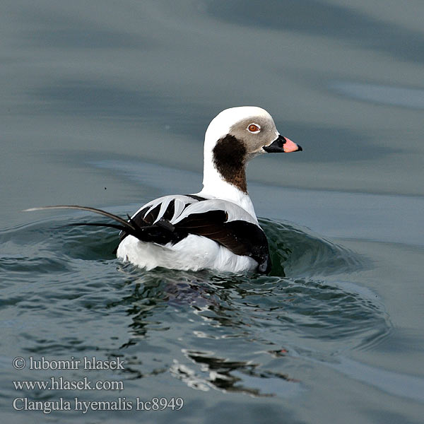 Long-tailed Duck Havlit Pato Havelda Alli Harelde kakawi Hávella Moretta codona コオリガモ Ijseend Havelle Lodówka Pato-de-cauda-afilada Морянка Ĺadovka dlhochvostá 长尾鸭  Alfågel Нырок-маранка Χιονόπαπια Aul Patka ledara Jeges réce Alleq Anda glatsch Zimska raca Ledenjarka Telkuyruk Clangula hyemalis Hoholka lední Eisente