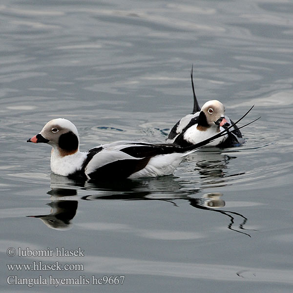 Χιονόπαπια Aul Patka ledara Jeges réce Alleq Anda glatsch Zimska raca Ledenjarka Telkuyruk Clangula hyemalis Hoholka lední Eisente Long-tailed Duck Havlit Pato Havelda Alli Harelde kakawi Hávella Moretta codona コオリガモ Ijseend Havelle Lodówka Pato-de-cauda-afilada Морянка Ĺadovka dlhochvostá 长尾鸭 Alfågel Нырок-маранка