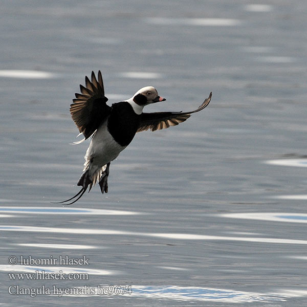 Anda glatsch Zimska raca Ledenjarka Telkuyruk Clangula hyemalis Hoholka lední Eisente Long-tailed Duck Havlit Pato Havelda Alli Harelde kakawi Hávella Moretta codona コオリガモ Ijseend Havelle Lodówka Pato-de-cauda-afilada Морянка Ĺadovka dlhochvostá 长尾鸭 Alfågel Нырок-маранка Χιονόπαπια Aul Patka ledara Jeges réce Alleq