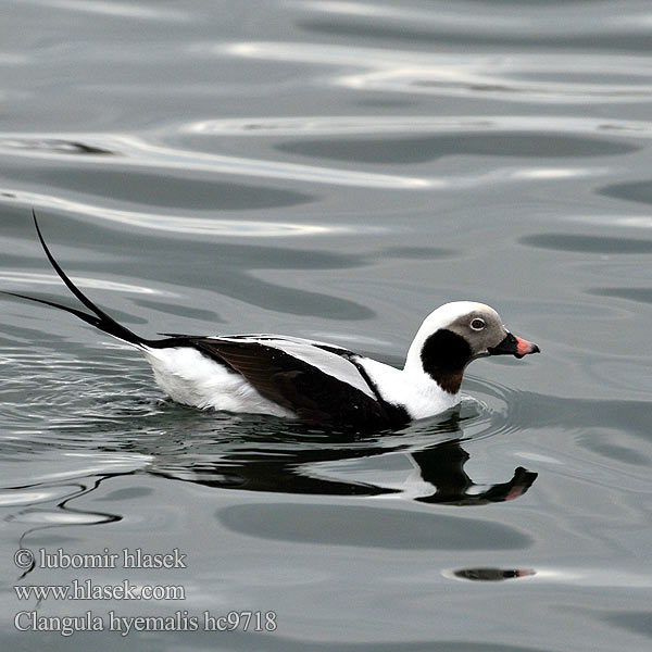 Hoholka lední Eisente Long-tailed Duck Havlit Pato Havelda Alli Harelde kakawi Hávella Moretta codona コオリガモ Ijseend Havelle Lodówka Pato-de-cauda-afilada Морянка Ĺadovka dlhochvostá 长尾鸭 Alfågel Нырок-маранка Χιονόπαπια Aul Patka ledara Jeges réce Alleq Anda glatsch Zimska raca Ledenjarka Telkuyruk Clangula hyemalis