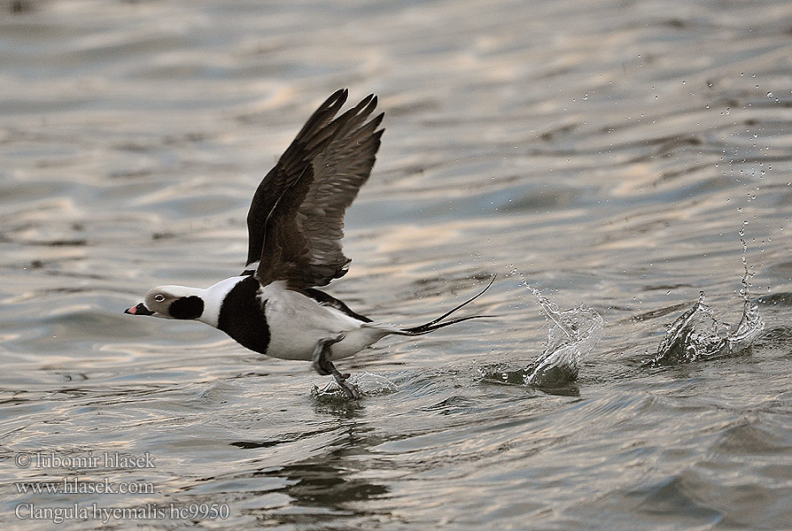 Χιονόπαπια Aul Patka ledara Jeges réce Alleq Anda glatsch Zimska raca Ledenjarka Telkuyruk Clangula hyemalis Hoholka lední Eisente Long-tailed Duck Havlit Pato Havelda Alli Harelde kakawi Hávella Moretta codona コオリガモ Ijseend Havelle Lodówka Pato-de-cauda-afilada Морянка Ĺadovka dlhochvostá 长尾鸭 Alfågel Нырок-маранка