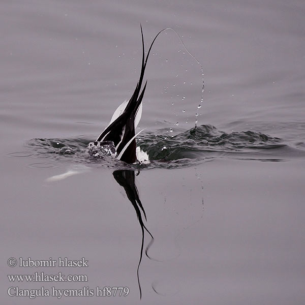 Clangula hyemalis Hoholka lední Eisente Long-tailed Duck Havlit