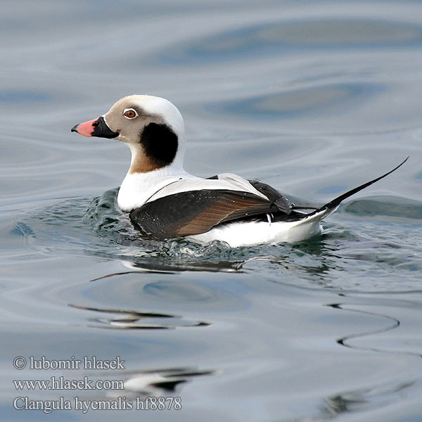 Clangula hyemalis Hoholka lední Eisente Long-tailed Duck Havlit