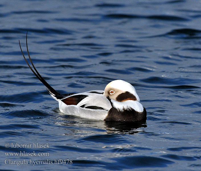 Clangula hyemalis Hoholka lední Eisente Long-tailed Duck Havlit