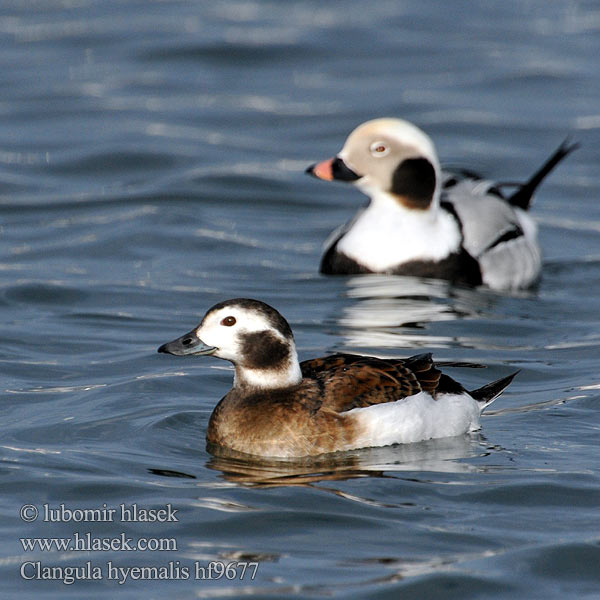 Clangula hyemalis Hoholka lední Eisente Long-tailed Duck Havlit