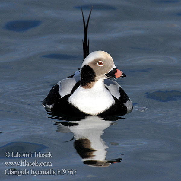 Clangula hyemalis Hoholka lední Eisente Long-tailed Duck Havlit