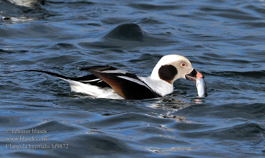 Clangula hyemalis Long-tailed Duck Havlit