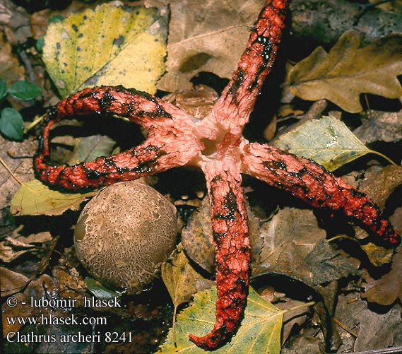 Clathrus archeri Devils claw fungus Blækspruttesvamp Bläckfisksvamp Clathre Archer Inktviszwam Fischer Tintahalgomba Tintenfischpilz Okratek australijski Kvetovec Archerov Květnatec Archerův Blekksprutsopp Anthurus aseroeformis Blekksprutsopp Lovkasta mrežnica Цветохвостник Аргера