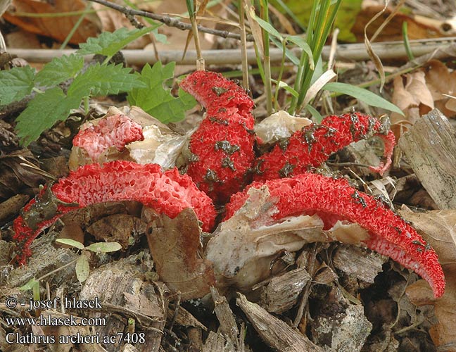 Clathrus archeri ac7408