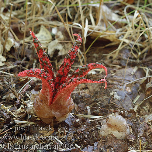 Clathrus archeri Devils claw fungus Blækspruttesvamp Bläckfisksvamp Clathre Archer Inktviszwam Fischer Tintahalgomba Tintenfischpilz Okratek australijski Kvetovec Archerov Květnatec Archerův Blekksprutsopp Anthurus aseroeformis Blekksprutsopp Lovkasta mrežnica Цветохвостник Аргера