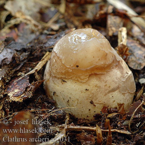 Clathrus archeri Tintenfischpilz Okratek australijski Kvetovec Archerov Květnatec Archerův Blekksprutsopp Anthurus aseroeformis Blekksprutsopp Lovkasta mrežnica Цветохвостник Аргера Devils claw fungus Blækspruttesvamp Bläckfisksvamp Clathre Archer Inktviszwam Fischer Tintahalgomba