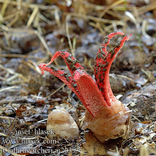 Clathrus archeri Květnatec Archerův Blekksprutsopp Anthurus aseroeformis Blekksprutsopp Lovkasta mrežnica Цветохвостник Аргера Devils claw fungus Blækspruttesvamp Bläckfisksvamp Clathre Archer Inktviszwam Fischer Tintahalgomba Tintenfischpilz Okratek australijski Kvetovec Archerov