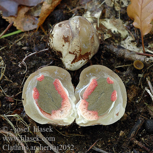 Clathrus archeri Lovkasta mrežnica Цветохвостник Аргера Devils claw fungus Blækspruttesvamp Bläckfisksvamp Clathre Archer Inktviszwam Fischer Tintahalgomba Tintenfischpilz Okratek australijski Kvetovec Archerov Květnatec Archerův Blekksprutsopp Anthurus aseroeformis Blekksprutsopp