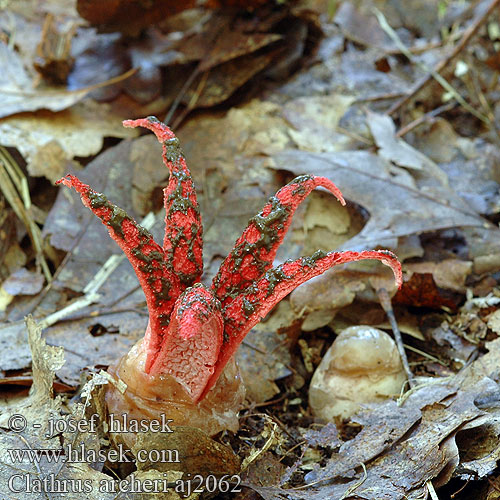 Clathrus archeri Anthurus aseroeformis Devils claw fungus Blækspruttesvamp Bläckfisksvamp Clathre Archer Inktviszwam Fischer Tintahalgomba Tintenfischpilz Okratek australijski Kvetovec Archerov Květnatec Archerův Blekksprutsopp Blekksprutsopp Lovkasta mrežnica Цветохвостник Аргера