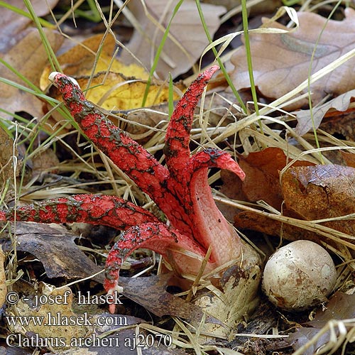 Clathrus archeri aj2070