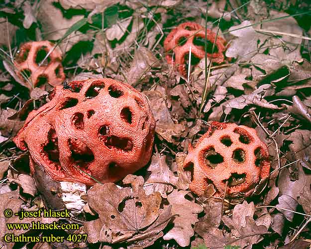 Clathrus ruber Latticed ornate stinkhorn Gallersvamp Clathre grillagé clathre rouge Traliestinkzwam Clatro rosso Scharlachroter Roter Gitterling Okratek czerwony Mrežovka červená Mřížovka červená Gittersopp Piros kosárgomba Решеточник красный Клатрус червоний アンドンタケ Navadna mrežnica