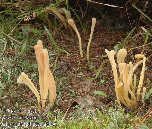 Clavaria argillacea DK: Lerfarvet kollesvamp FI: rahkanuijakas NL: Heideknotszwam DE: Heide-Keulchen Gelbstielige Keule PL: goździeniec gliniasty NO: Torvkollesopp