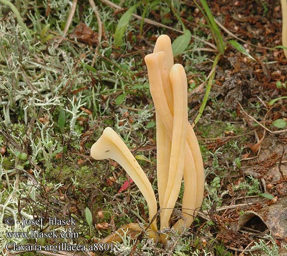 Clavaria argillacea DK: Lerfarvet kollesvamp FI: rahkanuijakas NL: Heideknotszwam DE: Heide-Keulchen Gelbstielige Keule PL: goździeniec gliniasty NO: Torvkollesopp