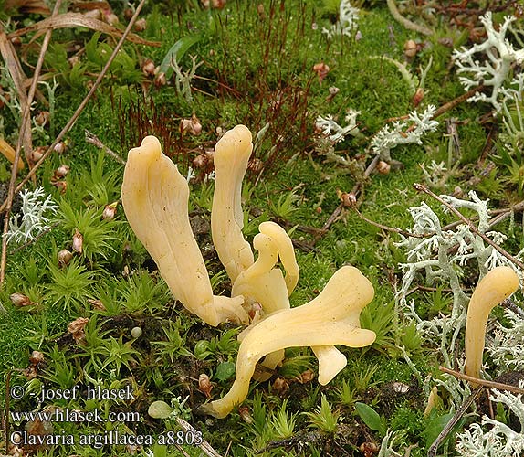 Clavaria argillacea DK: Lerfarvet kollesvamp FI: rahkanuijakas NL: Heideknotszwam DE: Heide-Keulchen Gelbstielige Keule PL: goździeniec gliniasty NO: Torvkollesopp