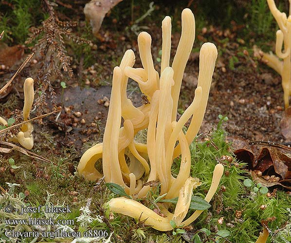 Clavaria argillacea DK: Lerfarvet kollesvamp FI: rahkanuijakas NL: Heideknotszwam DE: Heide-Keulchen Gelbstielige Keule PL: goździeniec gliniasty NO: Torvkollesopp