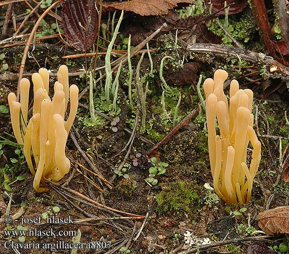 Clavaria argillacea DK: Lerfarvet kollesvamp FI: rahkanuijakas NL: Heideknotszwam DE: Heide-Keulchen Gelbstielige Keule PL: goździeniec gliniasty NO: Torvkollesopp